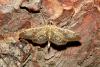 Anania lancealis